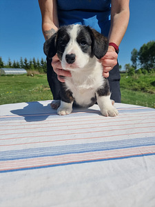 Welsh Corgi Cardigan (6 foto / 10)