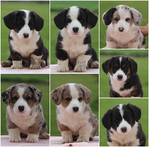 Welsh Corgi Cardigan (10 foto / 10)
