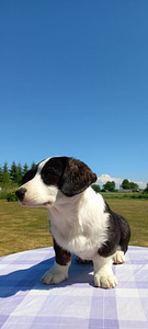 Welsh Corgi Cardigan (2 foto / 10)