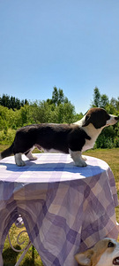 Welsh Corgi Cardigan (5 foto / 10)