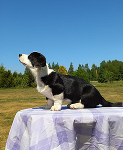 Welsh Corgi Cardigan (7 foto / 10)