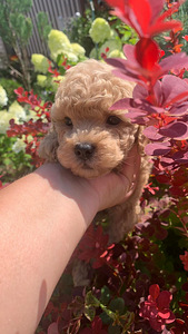 Maltipoo ja toy puudel f1 ja f2 täna Tallinnas (3 foto / 10)