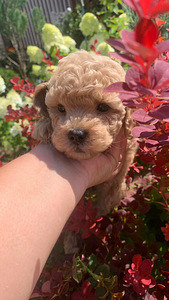 Maltipoo ja toy puudel f1 ja f2 täna Tallinnas (7 foto / 10)