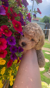 Maltipoo ja toy puudel f1 ja f2 täna Tallinnas (9 foto / 10)