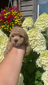 Maltipoo toy puudel (3 foto / 10)