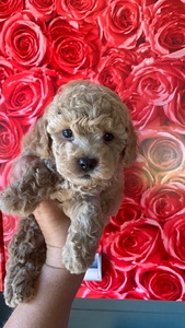 Maltipoo toy puudel (8 foto / 10)