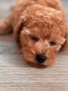 Maltipoo toy puudel (4 foto / 10)