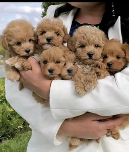 Maltipoo toy puudel (1 foto / 10)