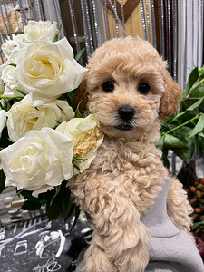 Maltipoo toy pudel (4 foto / 10)