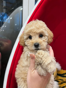 Maltipoo toy pudel (6 foto / 10)