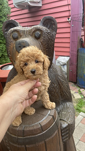Maltipoo toy pudel (7 foto / 10)