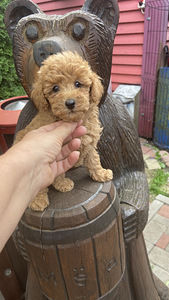 Maltipoo toy pudel (9 foto / 10)