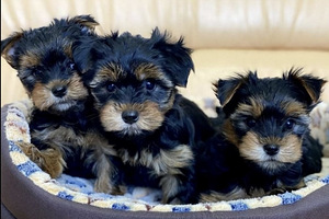Yorkshire terrier (4 foto / 7)