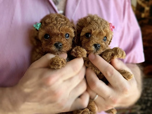 Maltipoo Maltipoo (3 foto / 6)