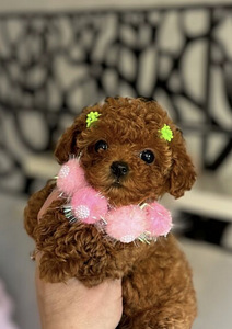 Maltipoo Maltipoo (6 foto / 6)