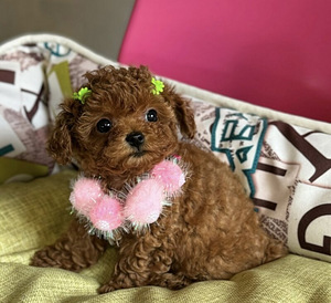 Maltipoo Maltipoo (3 foto / 7)