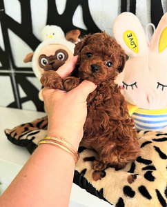Maltipoo Maltipoo (4 foto / 7)