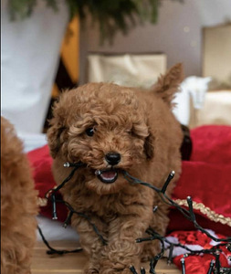 Maltipoo Maltipoo (7 foto / 7)