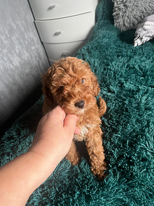 Maltipoo Мальтипу (5 фото из 9)