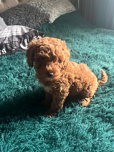 Maltipoo Мальтипу (7 фото из 9)