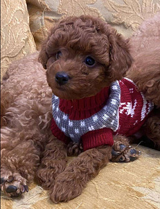 Maltipoo Maltipoo (8 foto / 8)