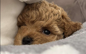 Maltipoo Maltipoo (4 foto / 9)