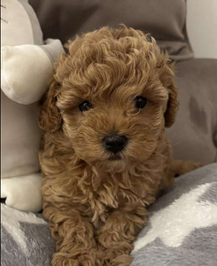 Maltipoo Maltipoo (6 foto / 9)