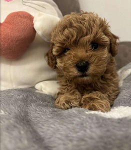 Maltipoo Maltipoo (8 foto / 9)