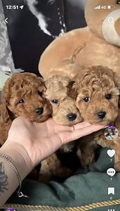 Maltipoo Мальтипу (7 фото из 7)