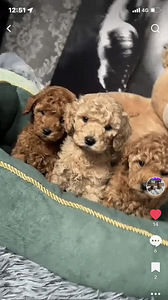 Maltipoo Maltipuu (2 foto / 7)
