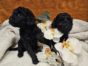 Maltipoo Мальтипу (1 фото из 9)