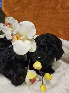 Maltipoo Мальтипу (4 фото из 9)