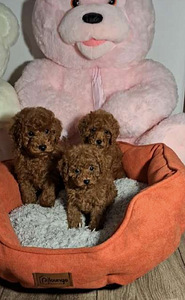 Maltipoo Maltipoo (1 foto / 10)