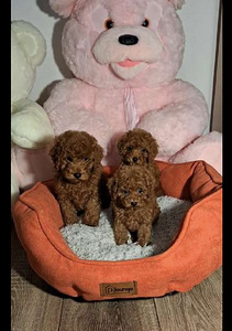 Maltipoo Maltipoo (2 foto / 10)