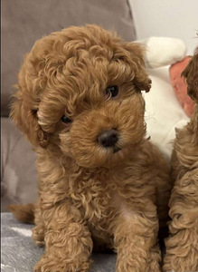 Maltipoo Maltipoo (6 foto / 10)