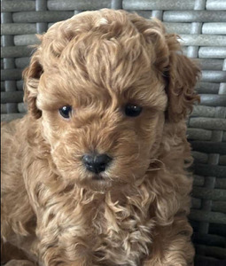 Maltipoo Maltipoo (9 foto / 10)