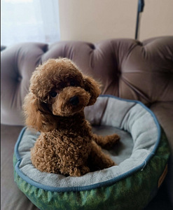Maltipoo Maltipoo (10 foto / 10)