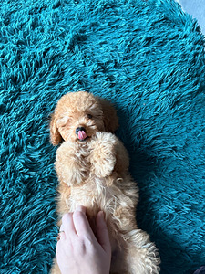 Maltipoo Мальтипу (3 фото из 8)