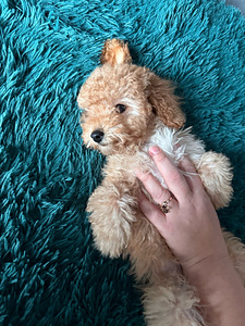 Maltipoo Мальтипу (7 фото из 8)