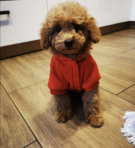 MALTIPOO МАЛЬТИПУ (2 фото из 9)