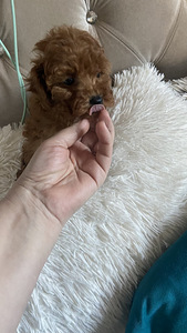 Võluvad ja imelised Maltipoo F2 kutsikad, poisid ja tüdrukud. Kutsikad on terved... (7 foto / 10)