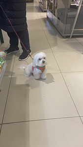 Võluvad ja imelised Maltipoo F2 kutsikad, poisid ja tüdrukud. Kutsikad on terved... (8 foto / 10)