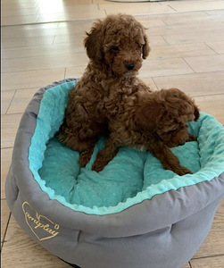 Maltipoo Maltipuu (1 foto / 5)