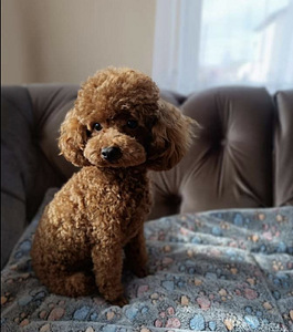 Maltipoo Maltipuu (5 foto / 5)