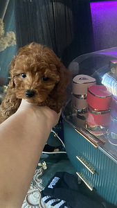 Maltipoo (2 foto / 10)