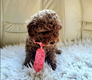 Maltipoo (9 foto / 10)