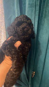 Мальтипу Maltipoo (4 фото из 5)