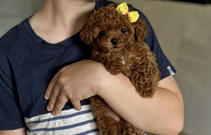 Мальтипу Maltipoo (1 фото из 7)