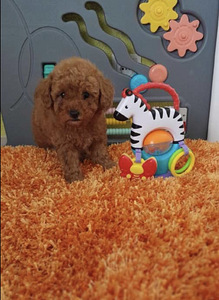 Toy poodel (1 foto / 4)