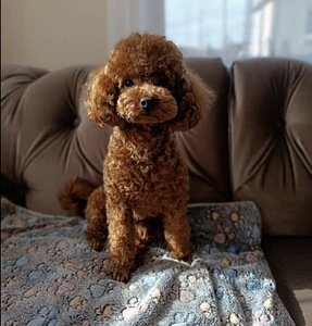 Maltipoo Мальтипу (5 фото из 6)